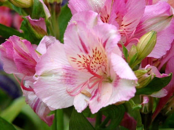 Alstroemeria